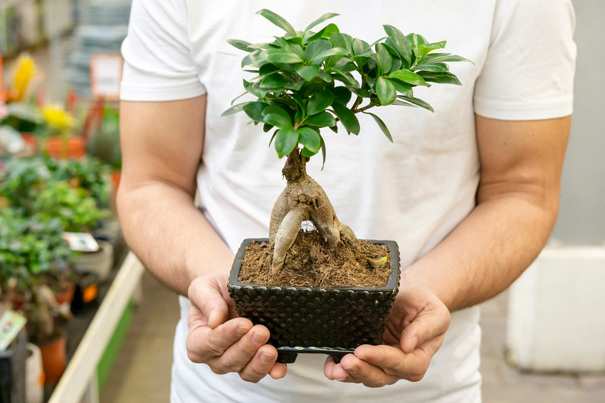 Ficus Ginseng Bonsai Care Guide: Light, Placement, and Styling Tips for Every Space