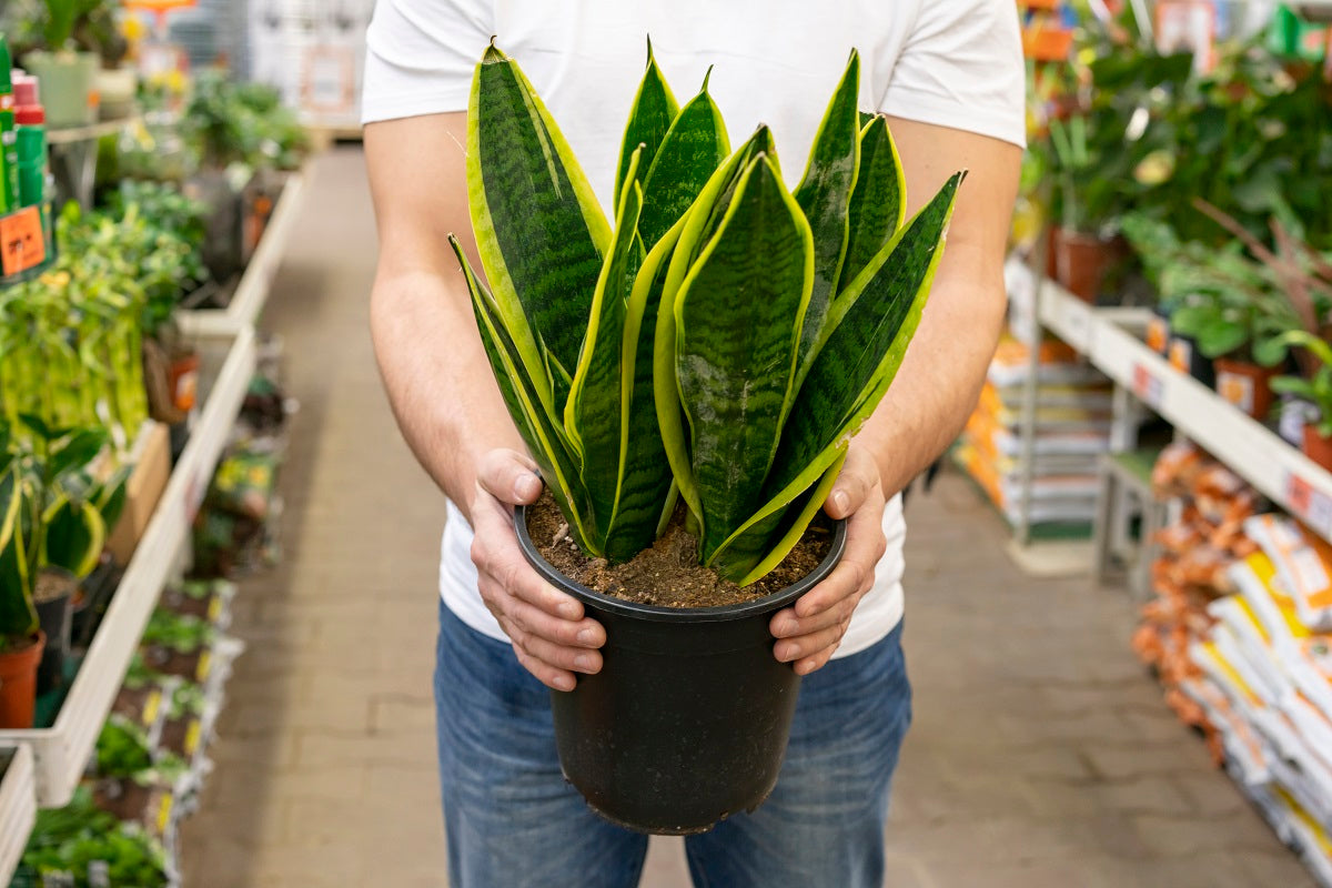 10 reasons why you should keep a snake plant at home