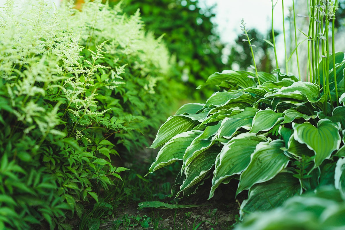Garden Plants for Shaded Areas: 10 Best Plants That Thrive Without Direct Sunlight