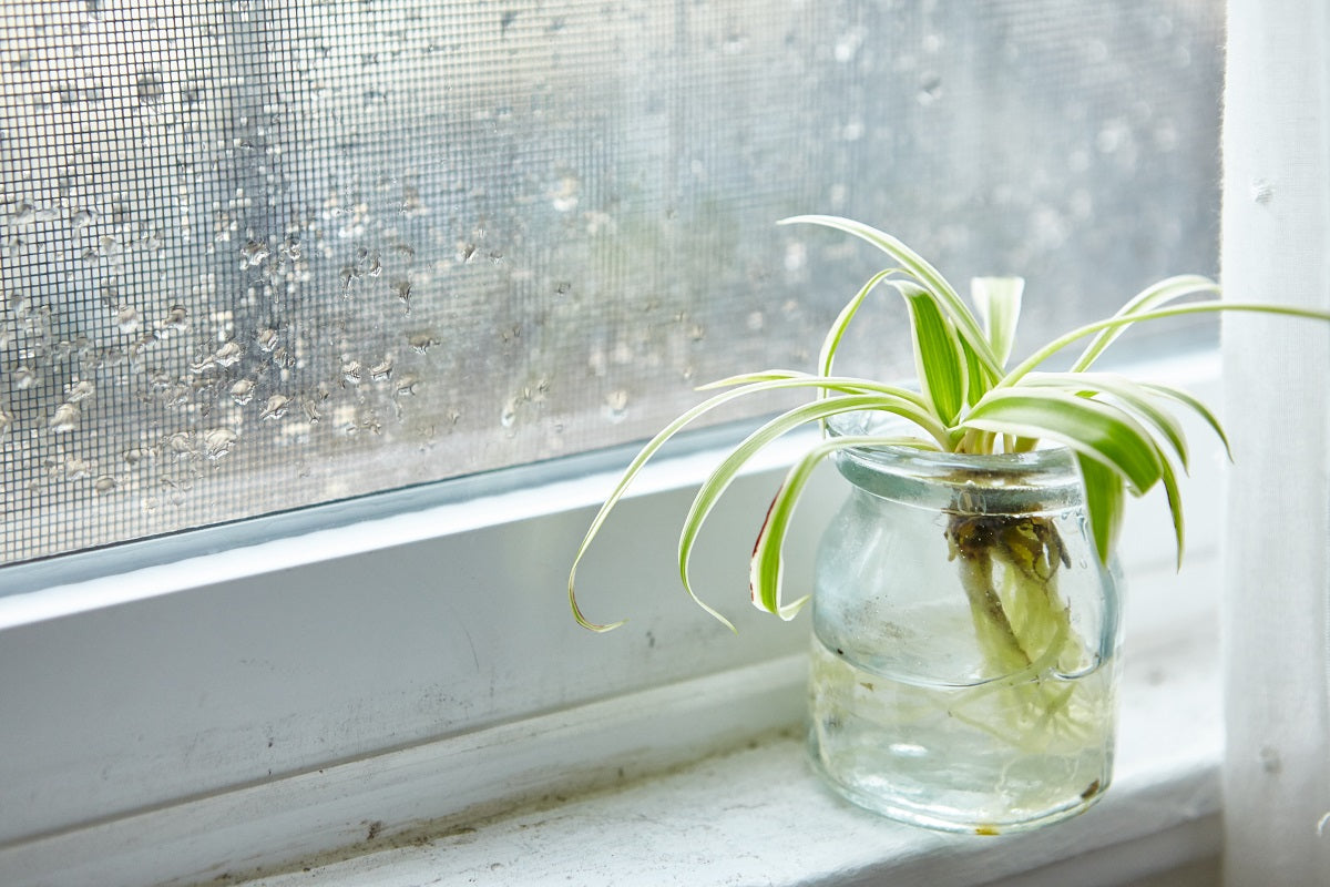 Top 5 Plants That Thrive in Monsoon for a Lush Green Home