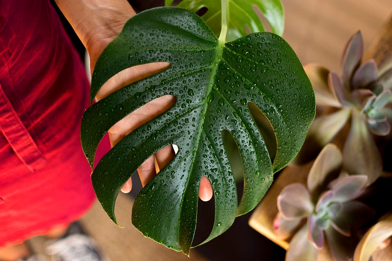 Top 5 Monstera Plants to Grow at Home with Easy Care Tips