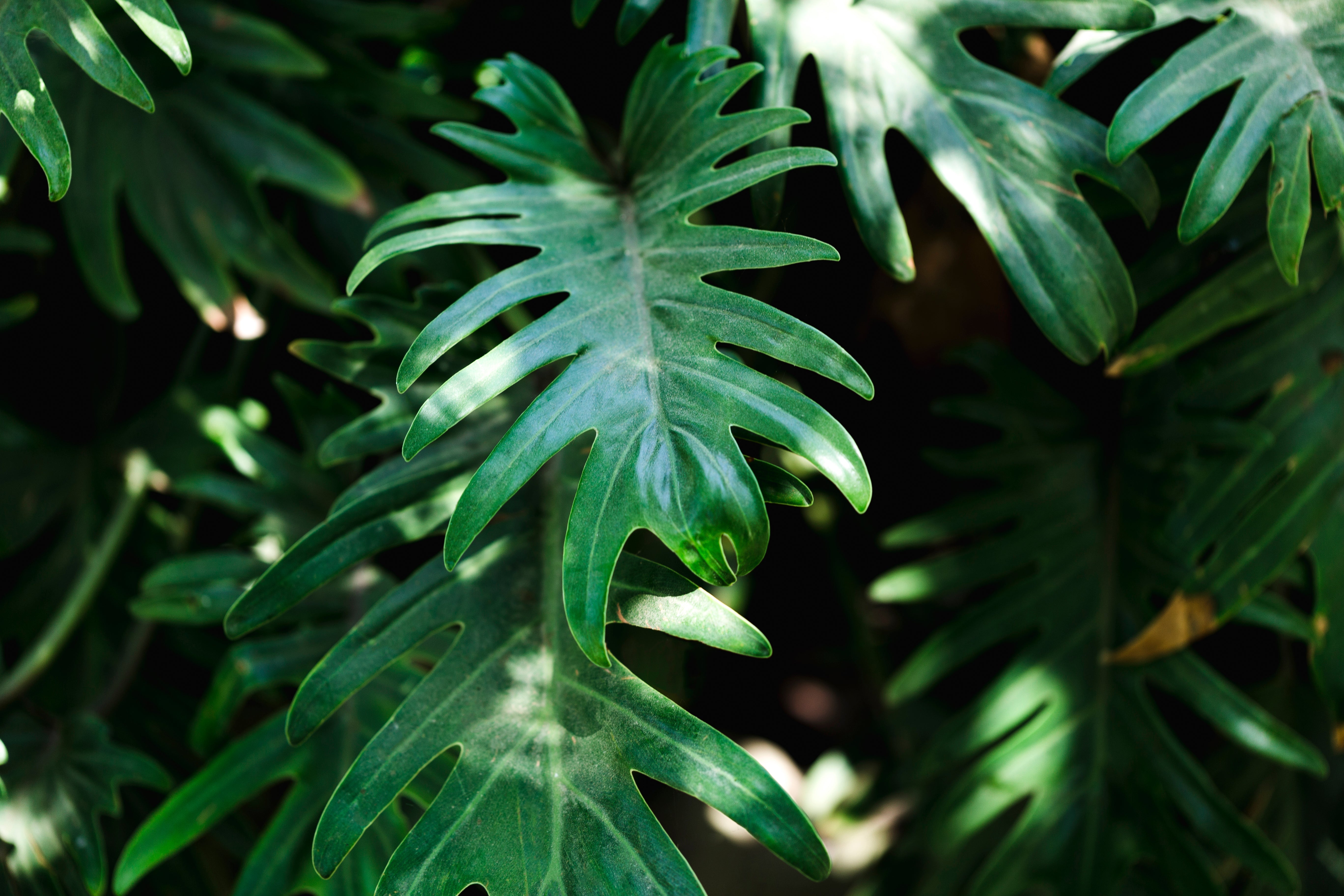 Philodendron Plant Care & Top Indoor Varieties