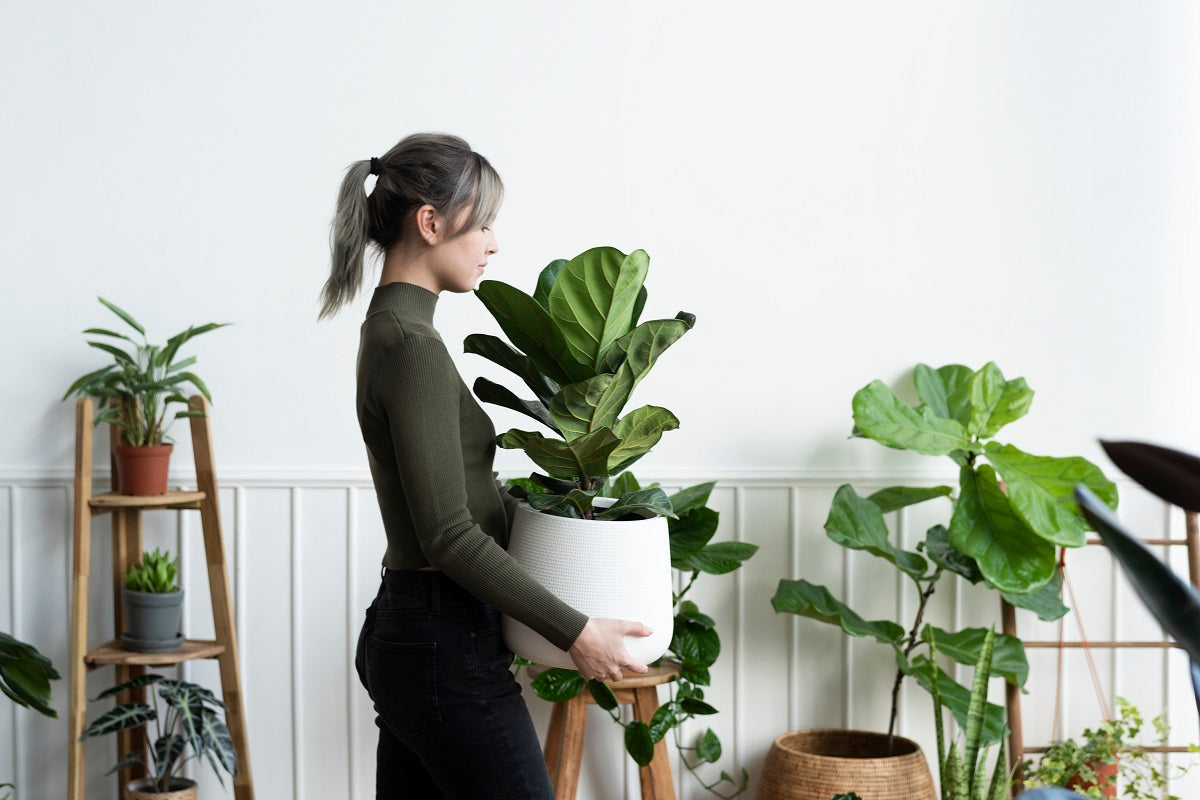 Best Air-Purifying Plants for a Healthier Home