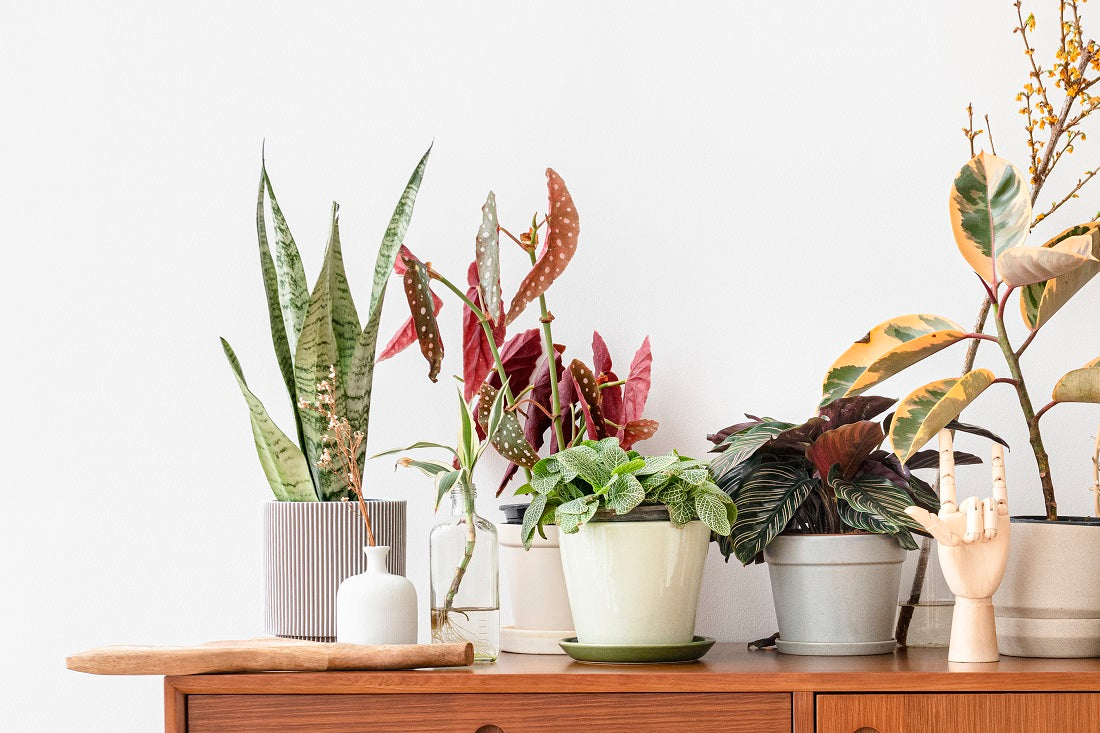 Brighten Your Space with Colorful Houseplants