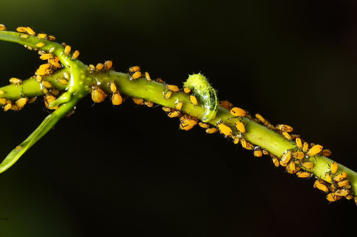 Mealybugs in Indoor Plants: How to Identify, Treat, and Prevent Them