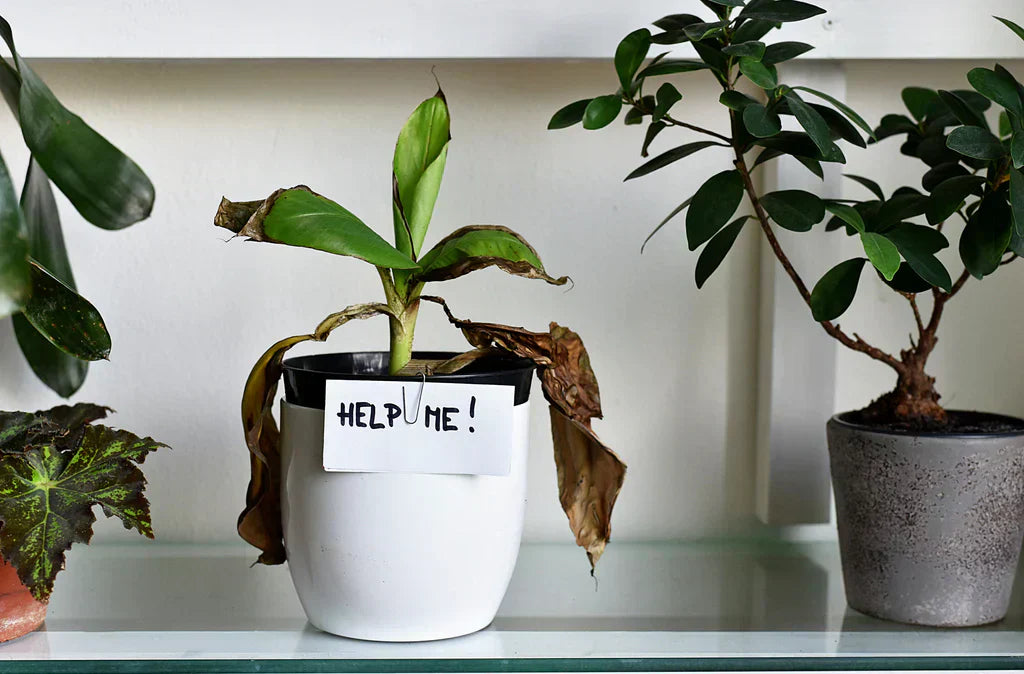 Brown Leaves? Droopy Stems? Here’s How to Fix a Dying Plant