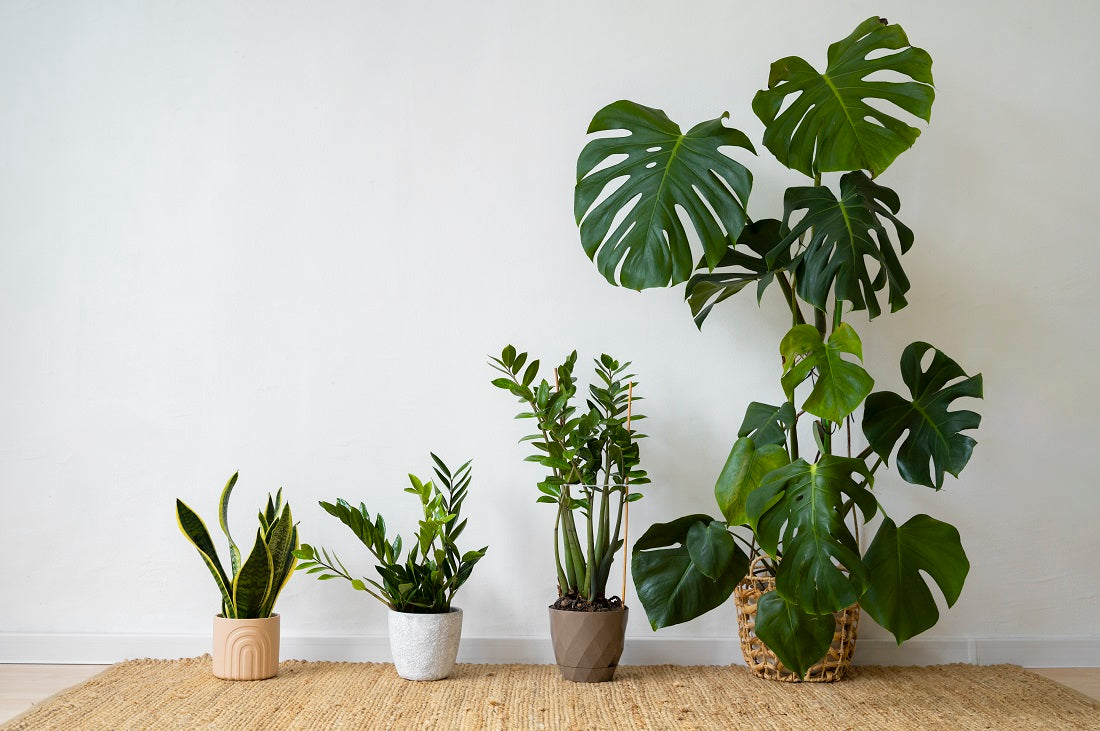 5 Indoor Plants Which Are Easy To Take Care Of