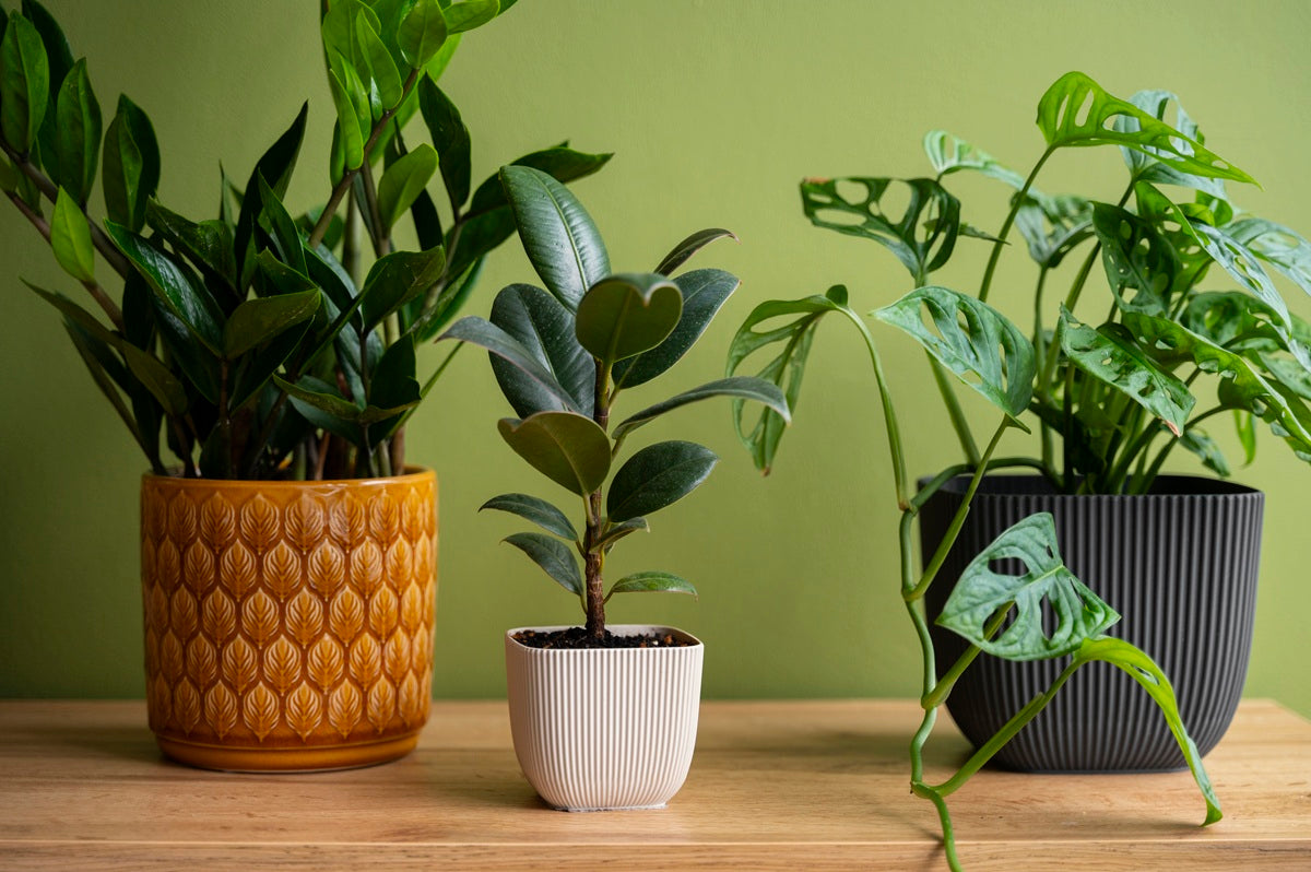 10 Best Low Light Indoor Plants for Home & Office