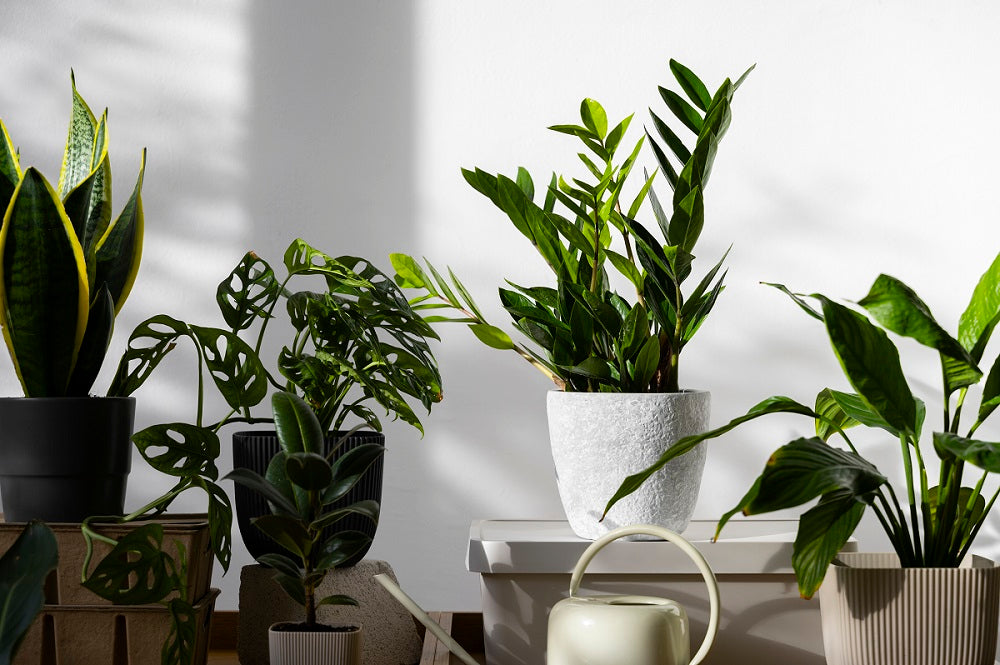 Best Plants for Cleaning Indoor Air