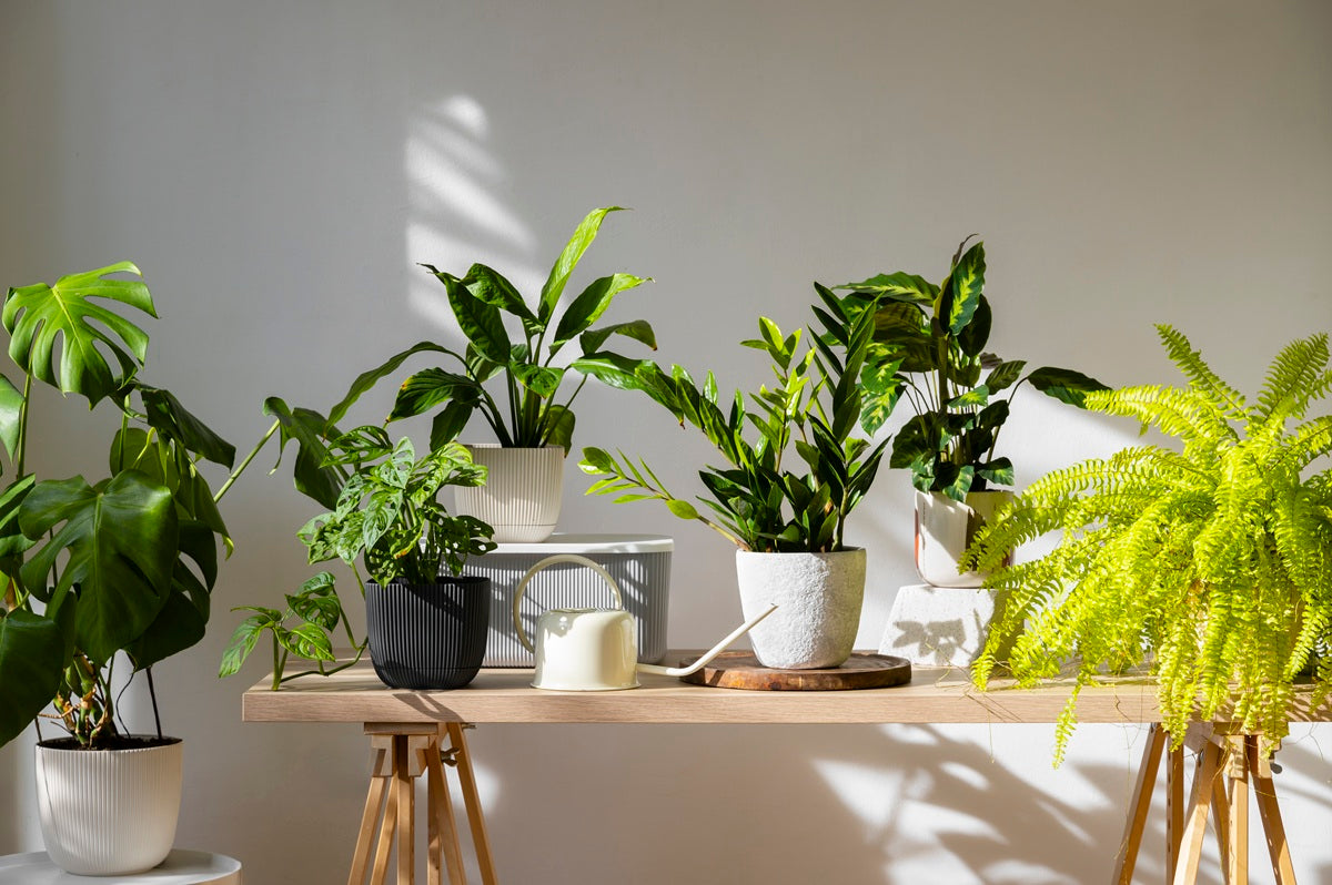 10 Indoor Plant Benefits: Best Indoor Plants for a Healthier Home