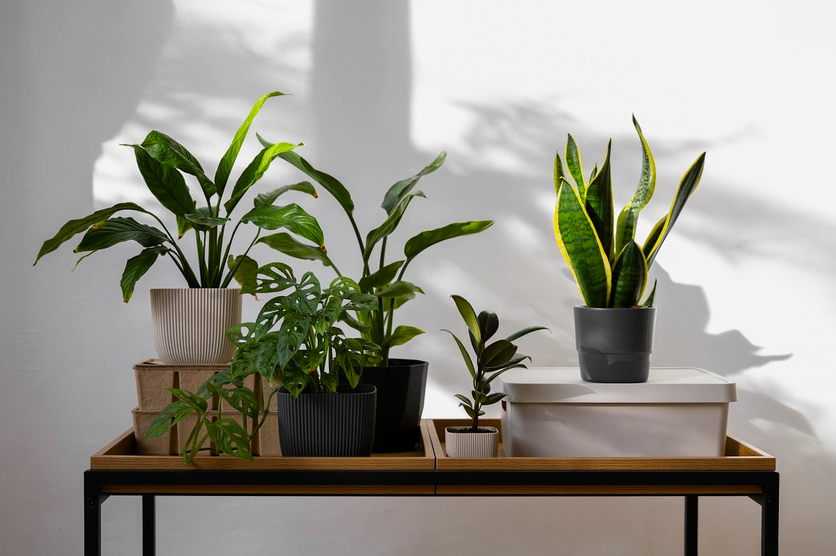 7 Plants That Are Hard to Kill