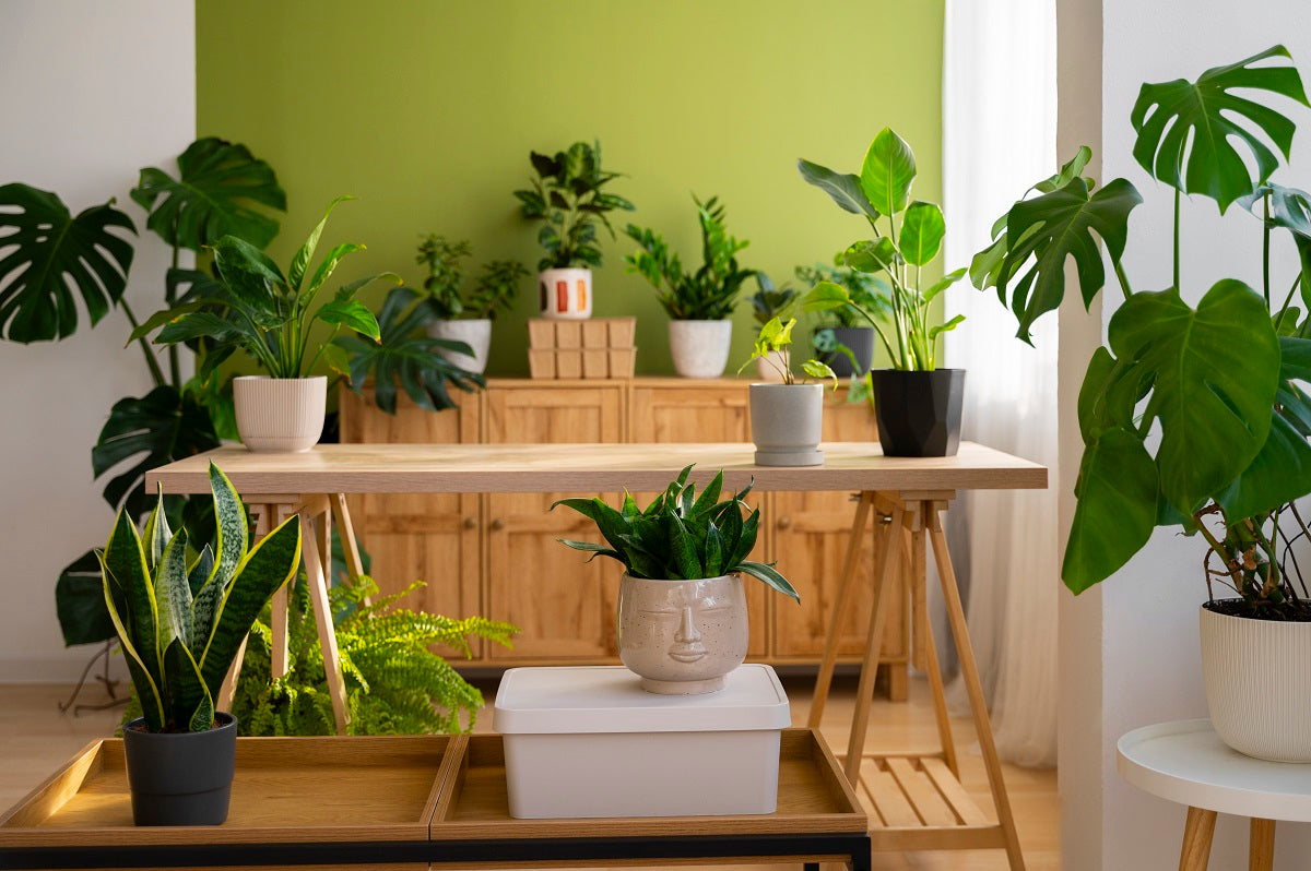 10 Indoor Plants That Grow in Every Atmosphere