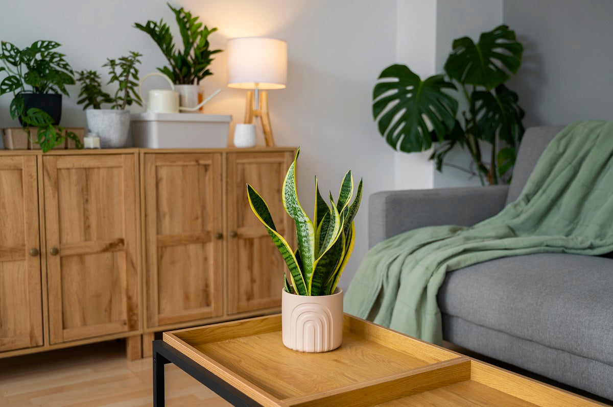 Affordable Decorative Plants You Can Buy Online Right Now