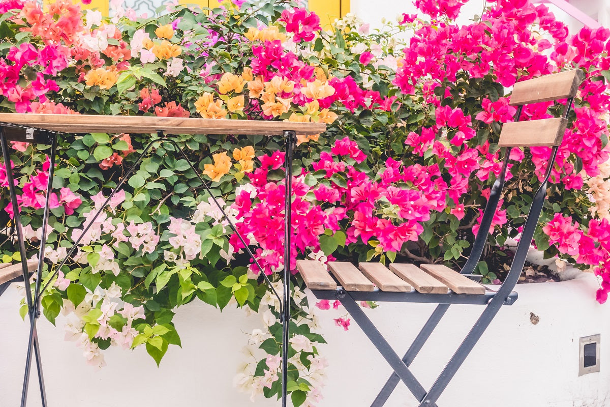 Top 10 Flowering Creepers for Your Home