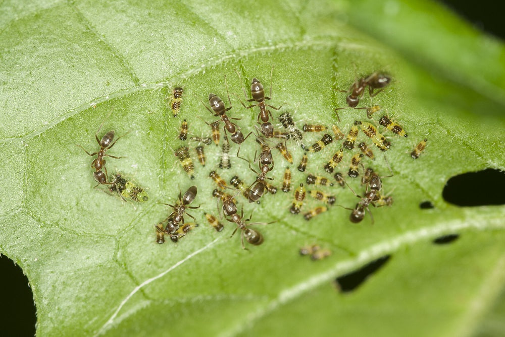 Ants in Your Plants? Here’s How to Kick Them Out Naturally!