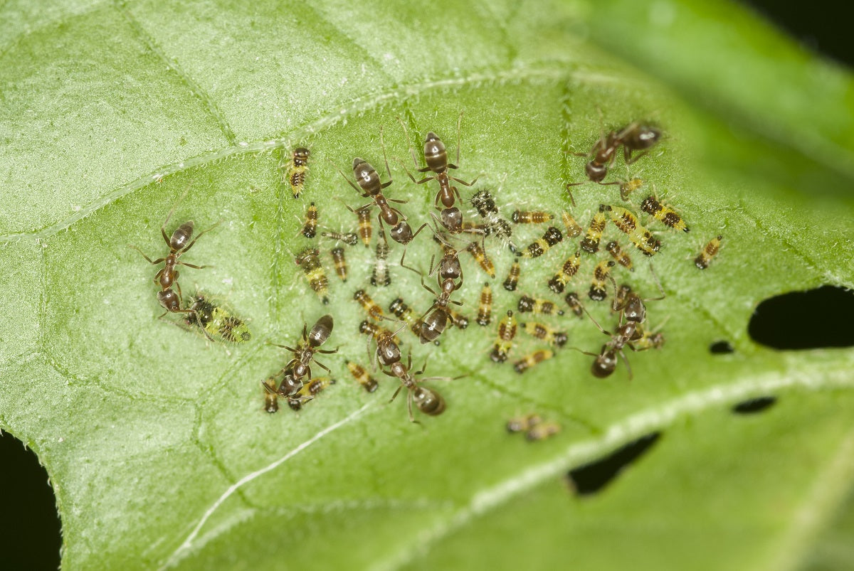 How to Get Rid of Mealy Bugs on Plants