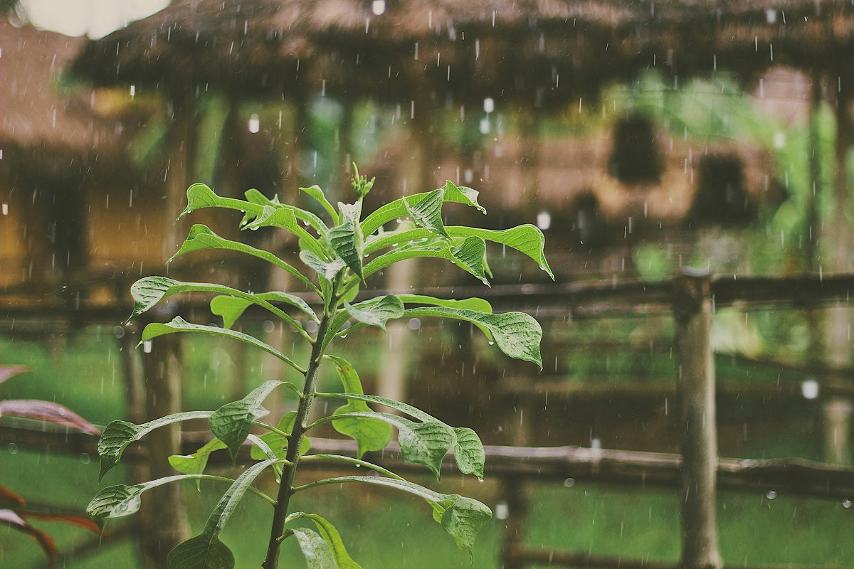 5 Quick Monsoon Tips to Care for Your Plants