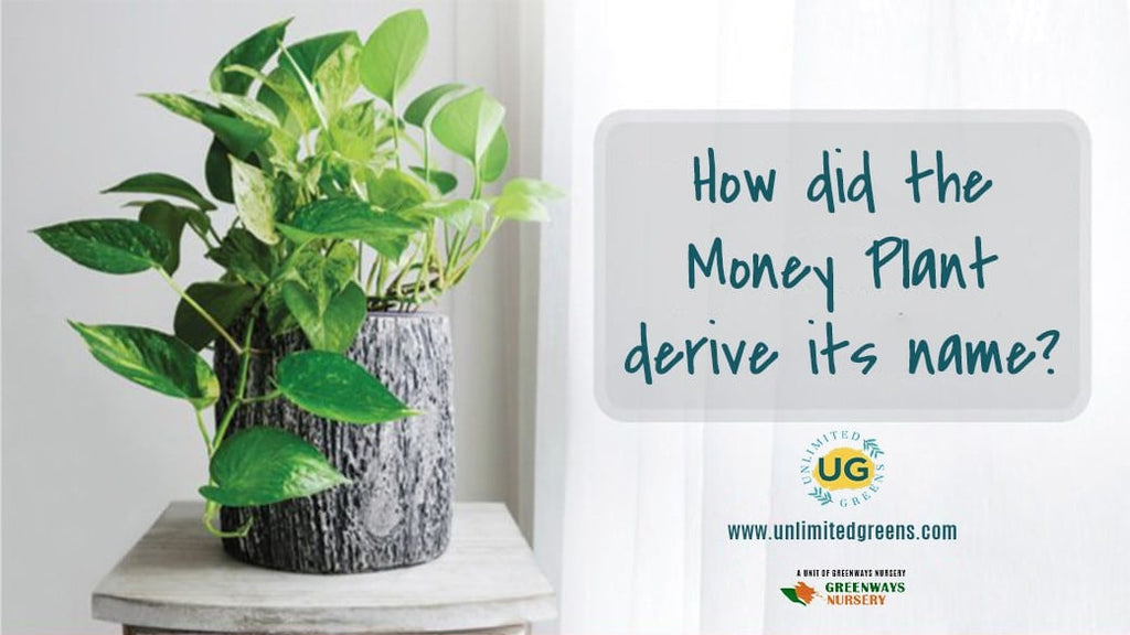 How Did The Money Plant Derive Its Name?