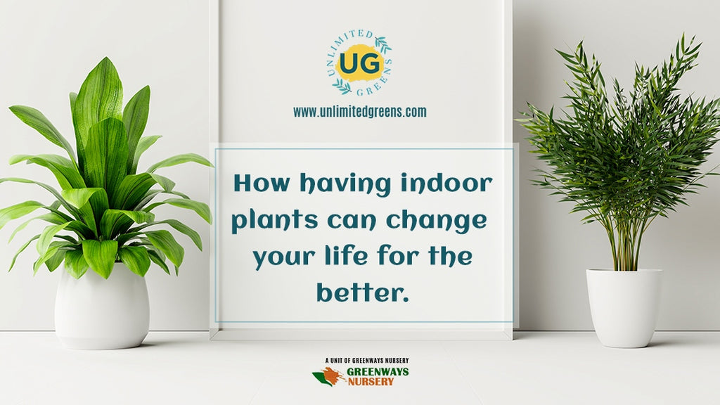 How Having Indoor Plants Can Change Your Life For The Better