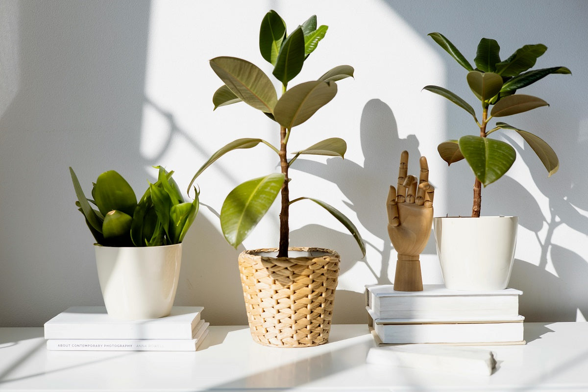 How to Care for Houseplants During the Winter