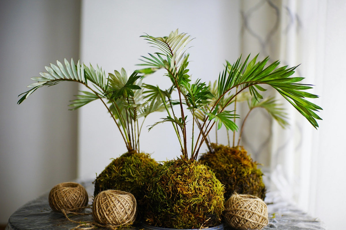 The Art of Kokedama: A Unique Green Touch for Your Space
