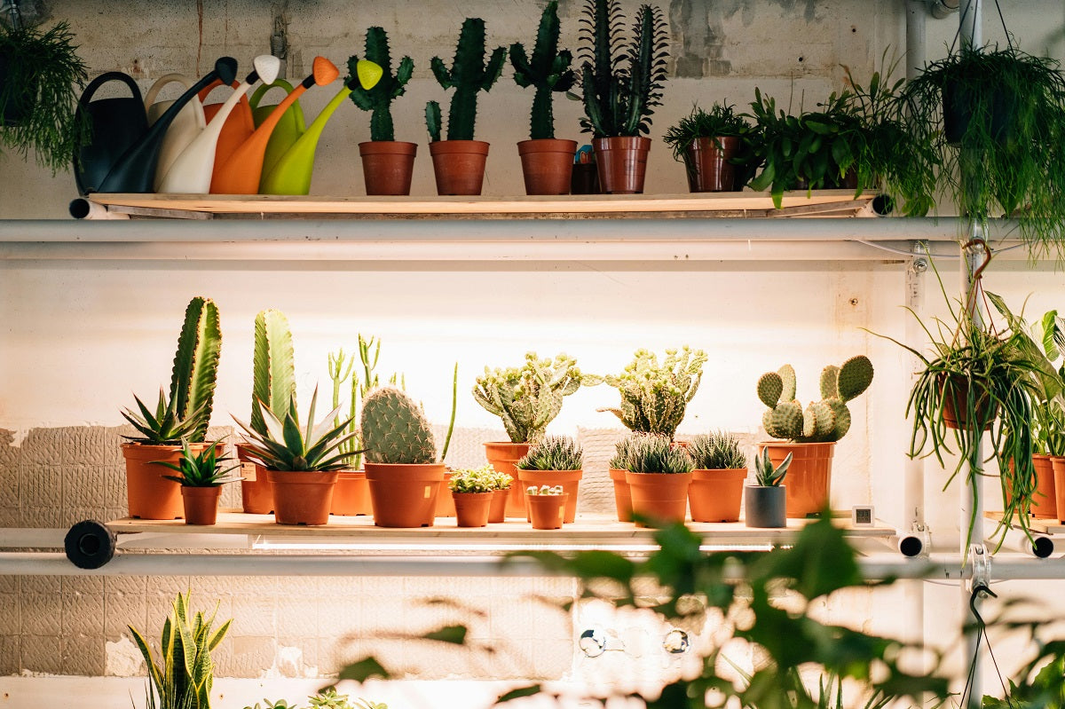 Best Winter Plants to Enhance Your Garden This Season