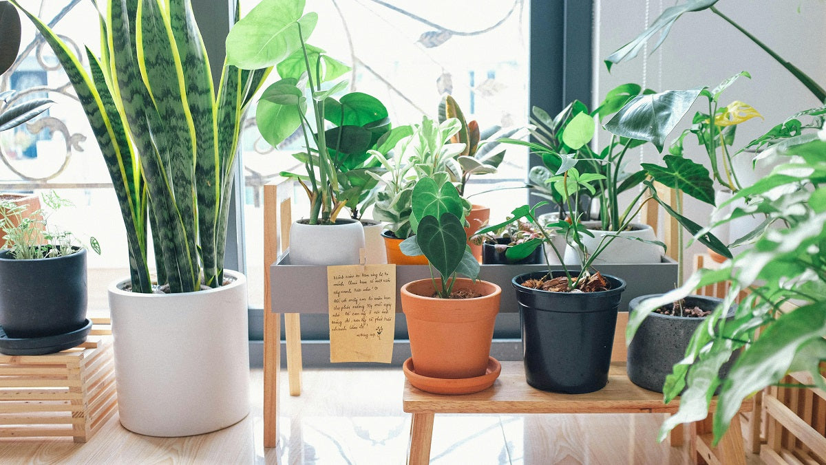 Top Plants That Help You Sleep Better