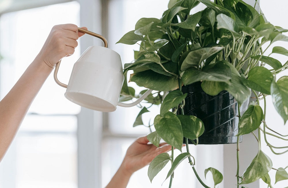 How to Care for Your Money Plant: Simple Steps for Lush, Indoor Greenery