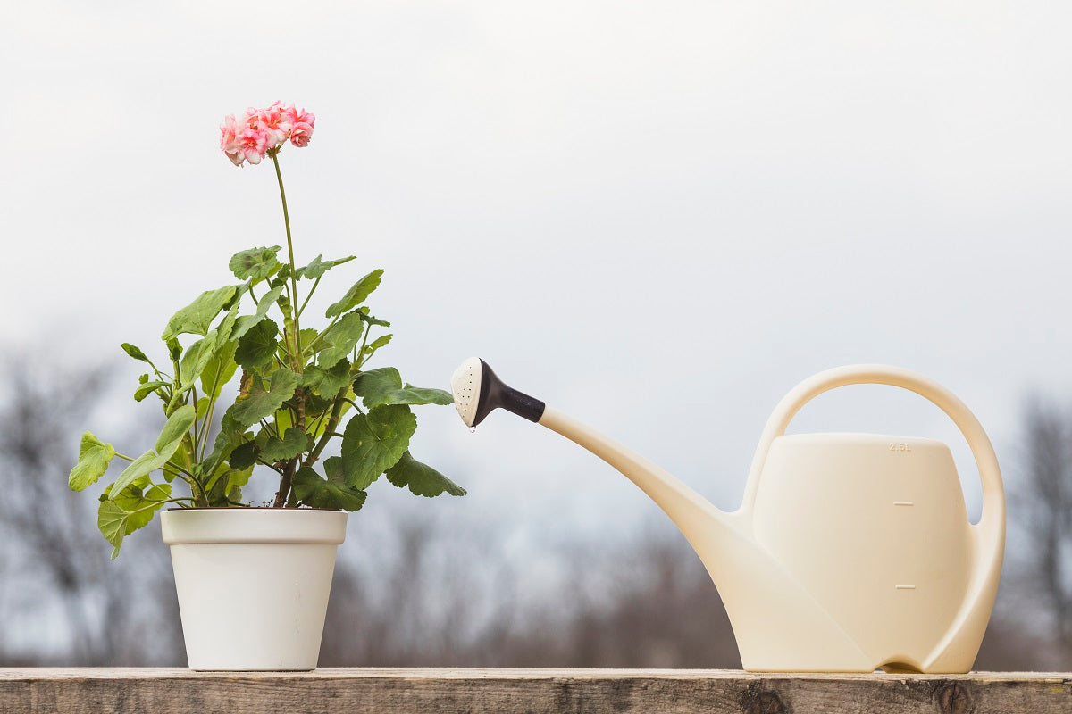 Top 10 Winter Mistakes Plant Parents Make — And How to Avoid Them