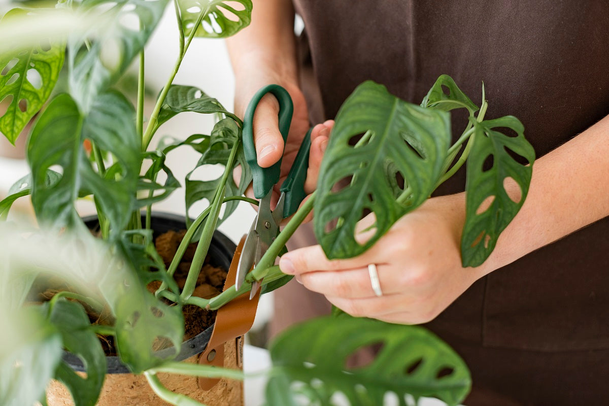 How to Care for Philodendron Plants: A Complete Guide for Plant Lovers