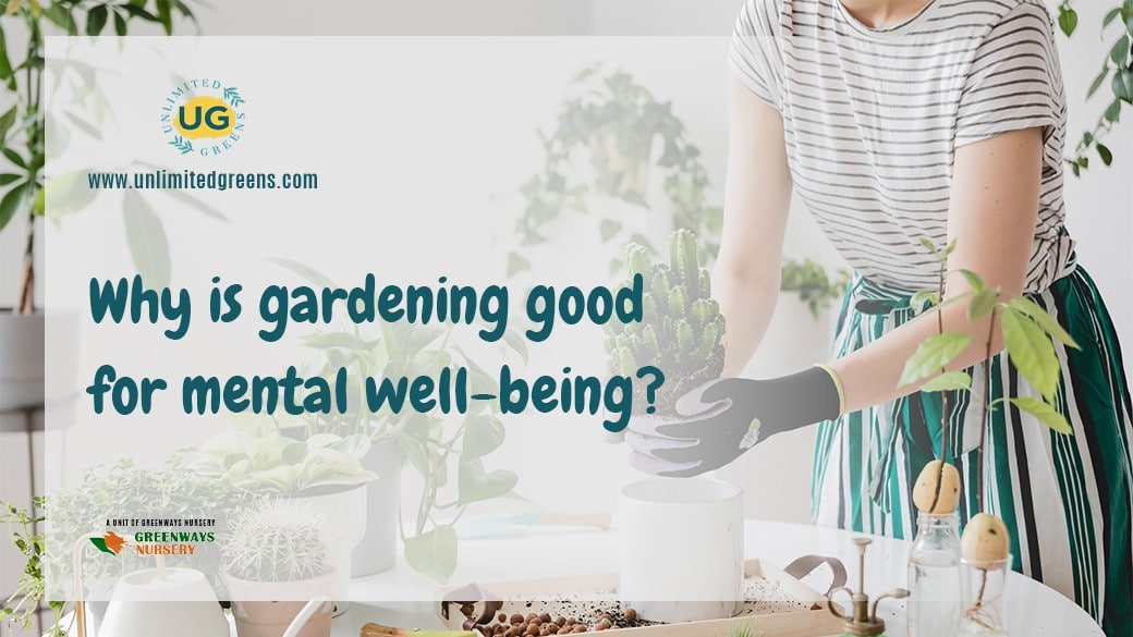 Purchase plants online Unlimited Greens