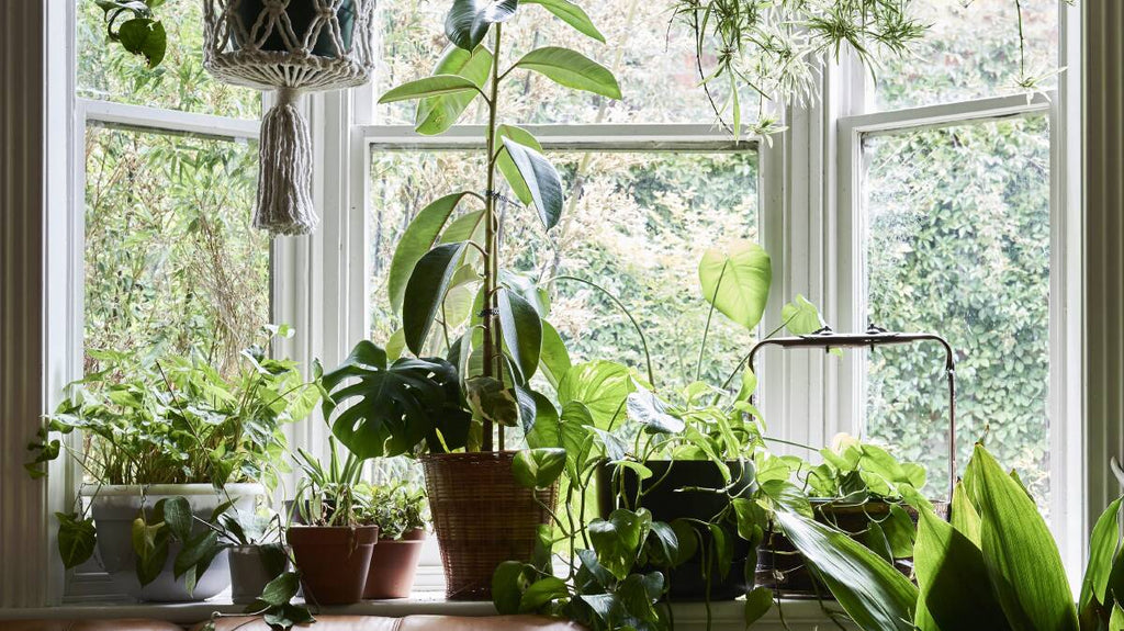 10 Low-Light Plants to Brighten Every Corner