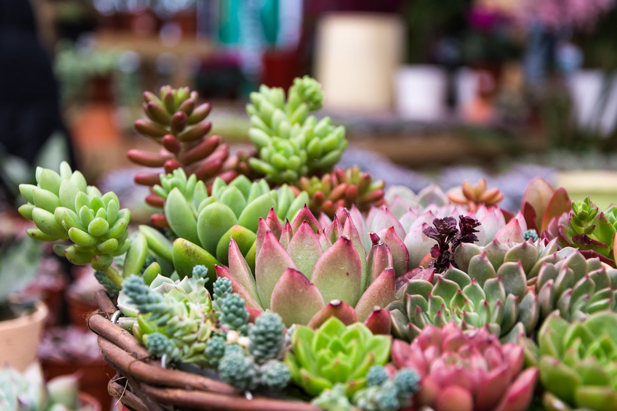 Why Succulent Plants Are the Perfect Green Companions for Modern Homes