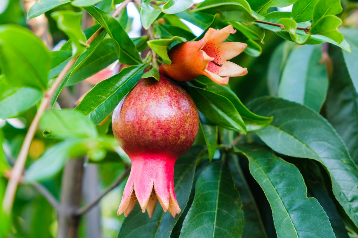Pomegranate Plant Care & Benefits for Home Gardeners