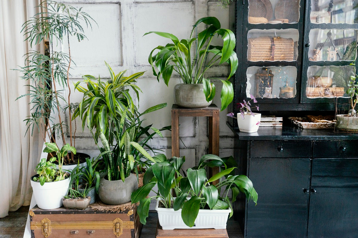 Best Indoor Plants for Office Vastu: 10 Plants to Attract Positive Energy & Success