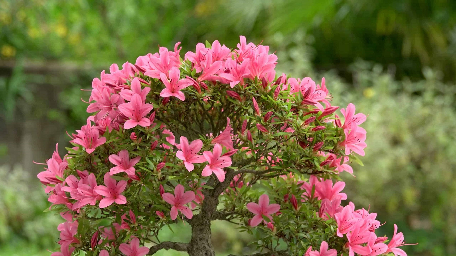 Smaller Azaleas Azalea Dwarf Plant: The Compact Beauty for Your Garden and Home ...