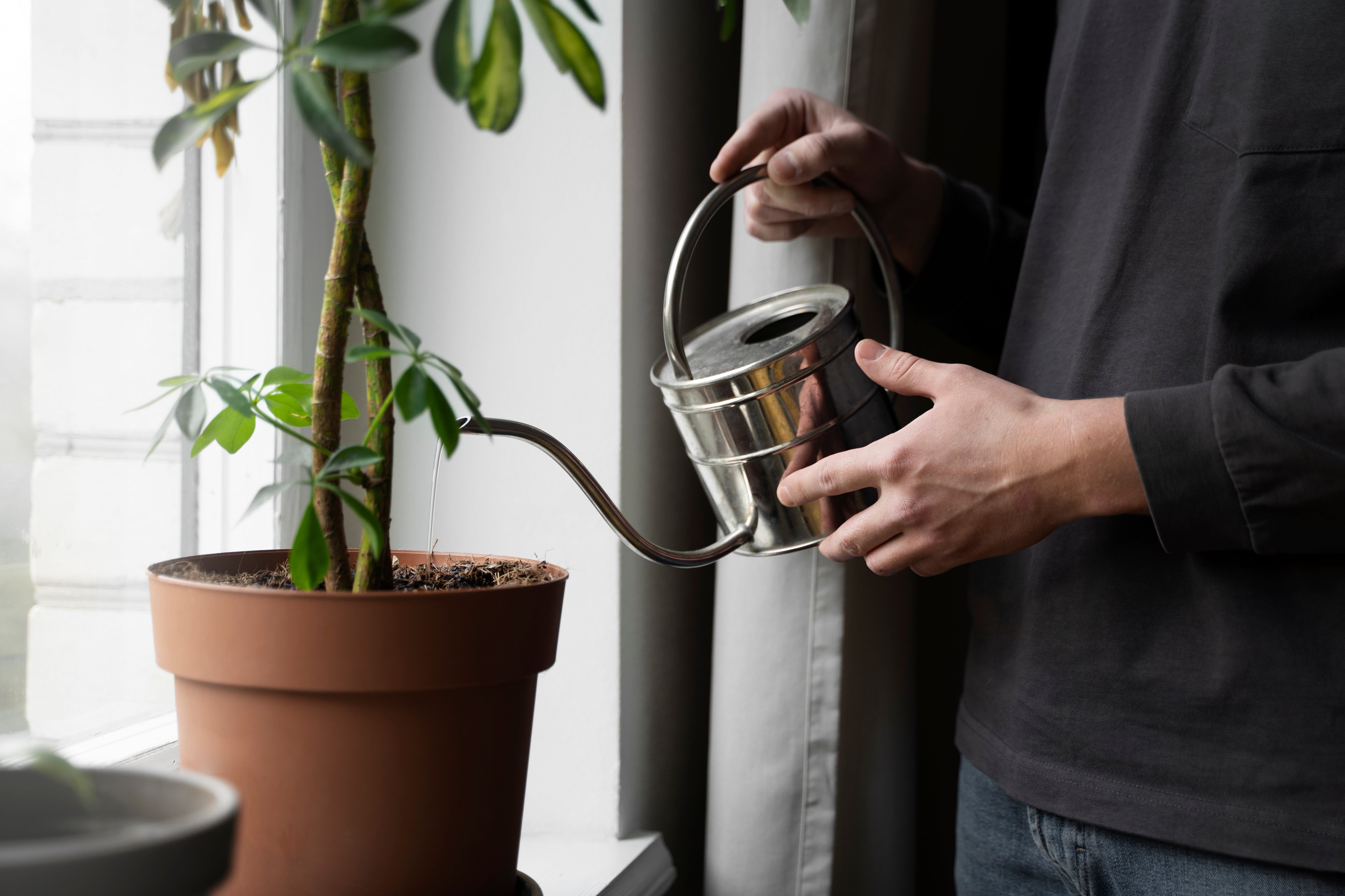 Best Way to Water Indoor Plants: Avoid Overwatering and Underwatering