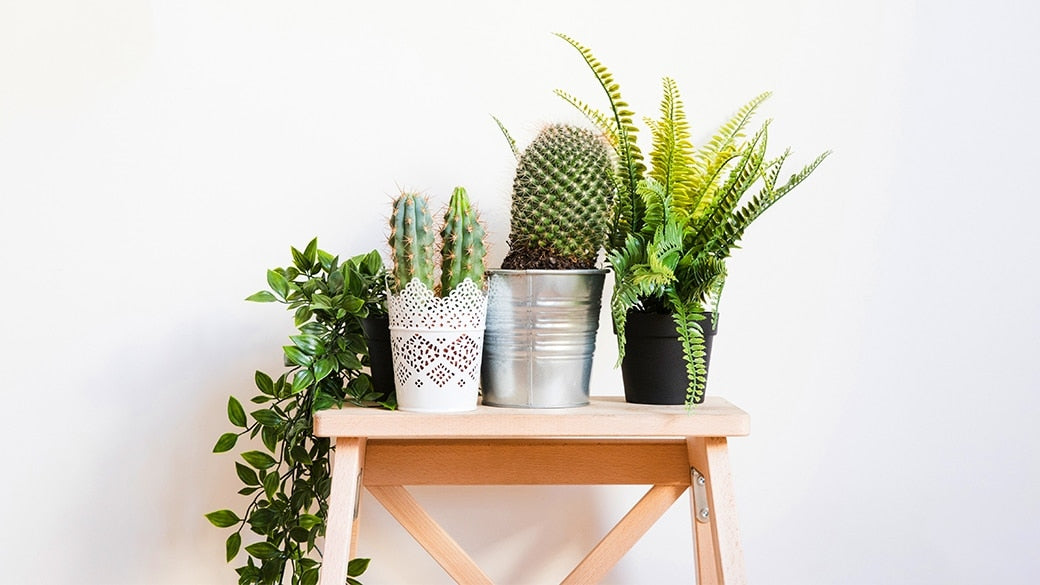 Plants online - Unlimited Greens, how plants help you fight stress