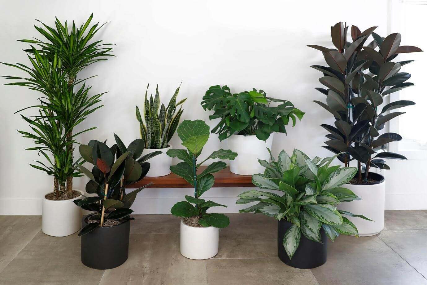 Tips For Styling Plants in Your Home and Garden