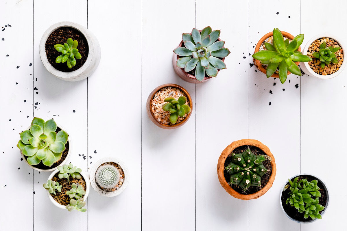 Succulent Care in Summer: How to Keep Your Plants Thriving in Heat