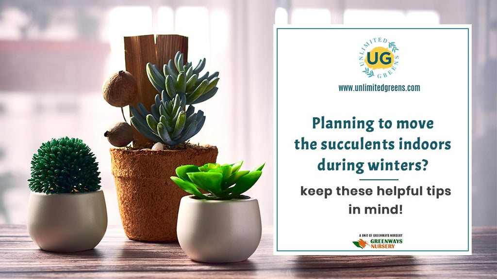 Planning To Move The Succulents Indoors During Winters? Keep These Helpful Tips In Mind!