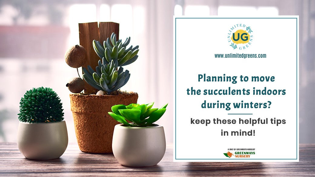 succulent plants online Unlimited Greens