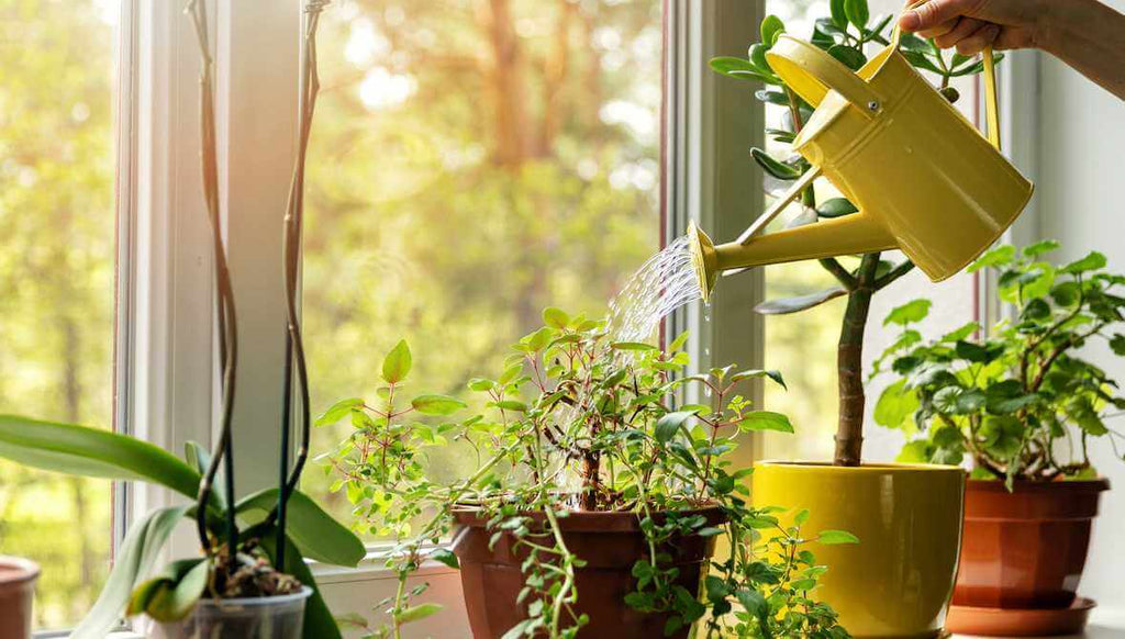 How To Water Your Plants