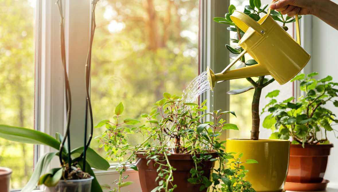 How to water plants - Unlimited Greens