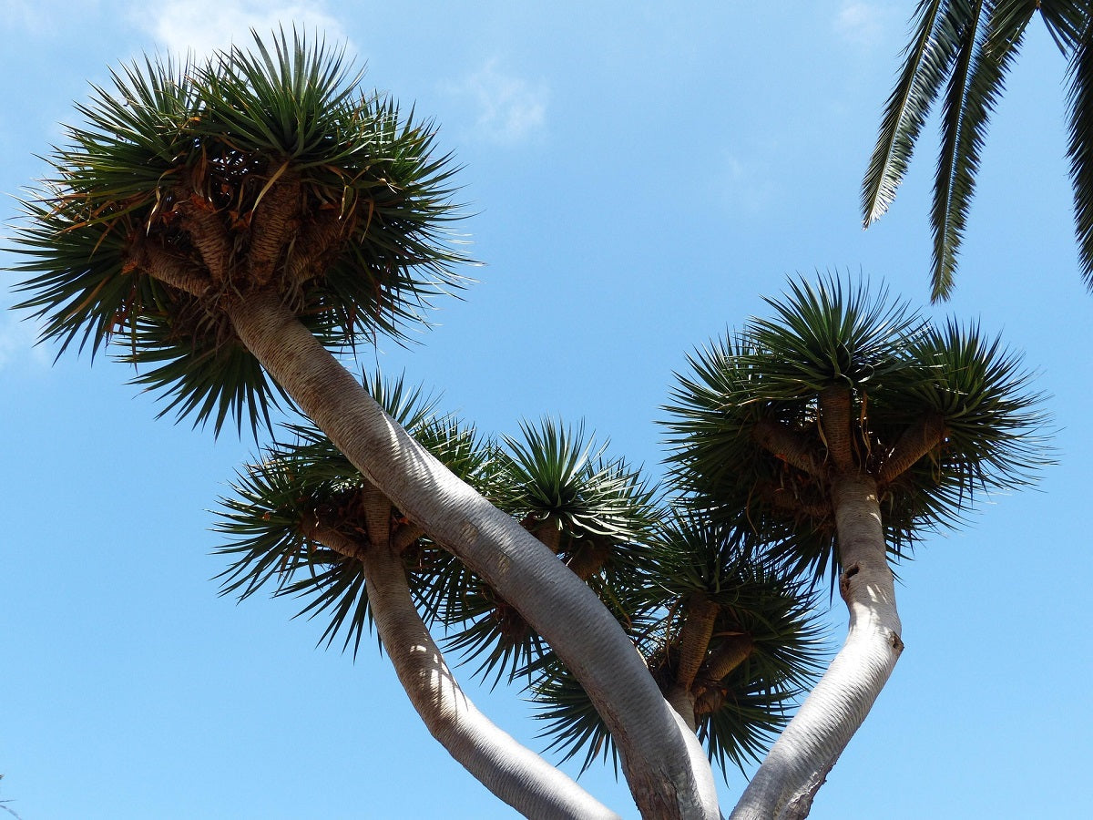 Dracaena Draco: The Majestic Dragon Tree You Need in Your Collection