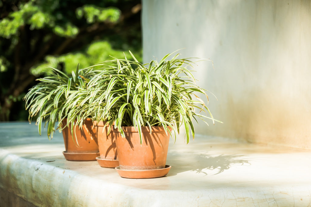 Direct vs Indirect Light: What's Best for Your Plants?