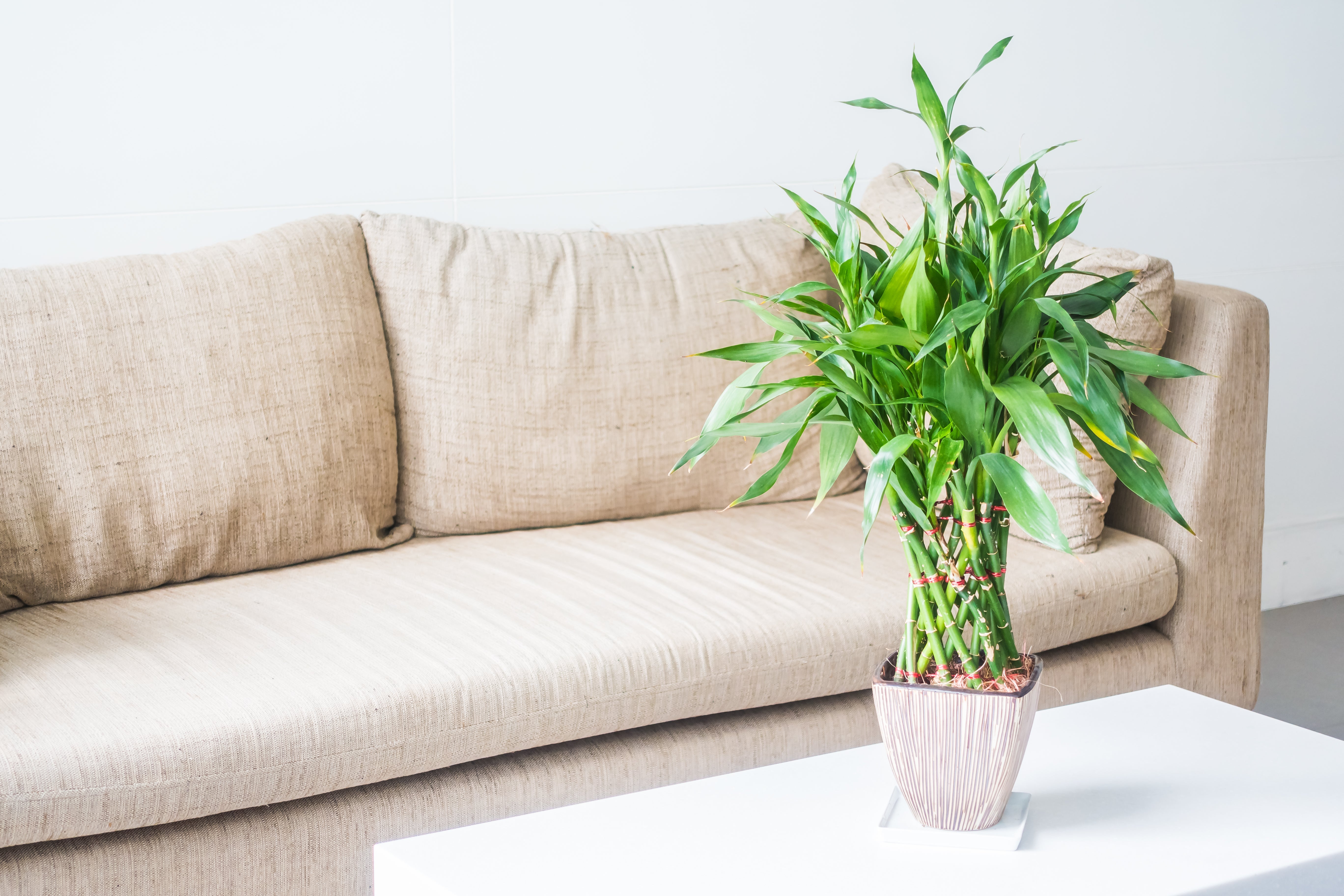 How to Care for Lucky Bamboo: A Guide for Beginners