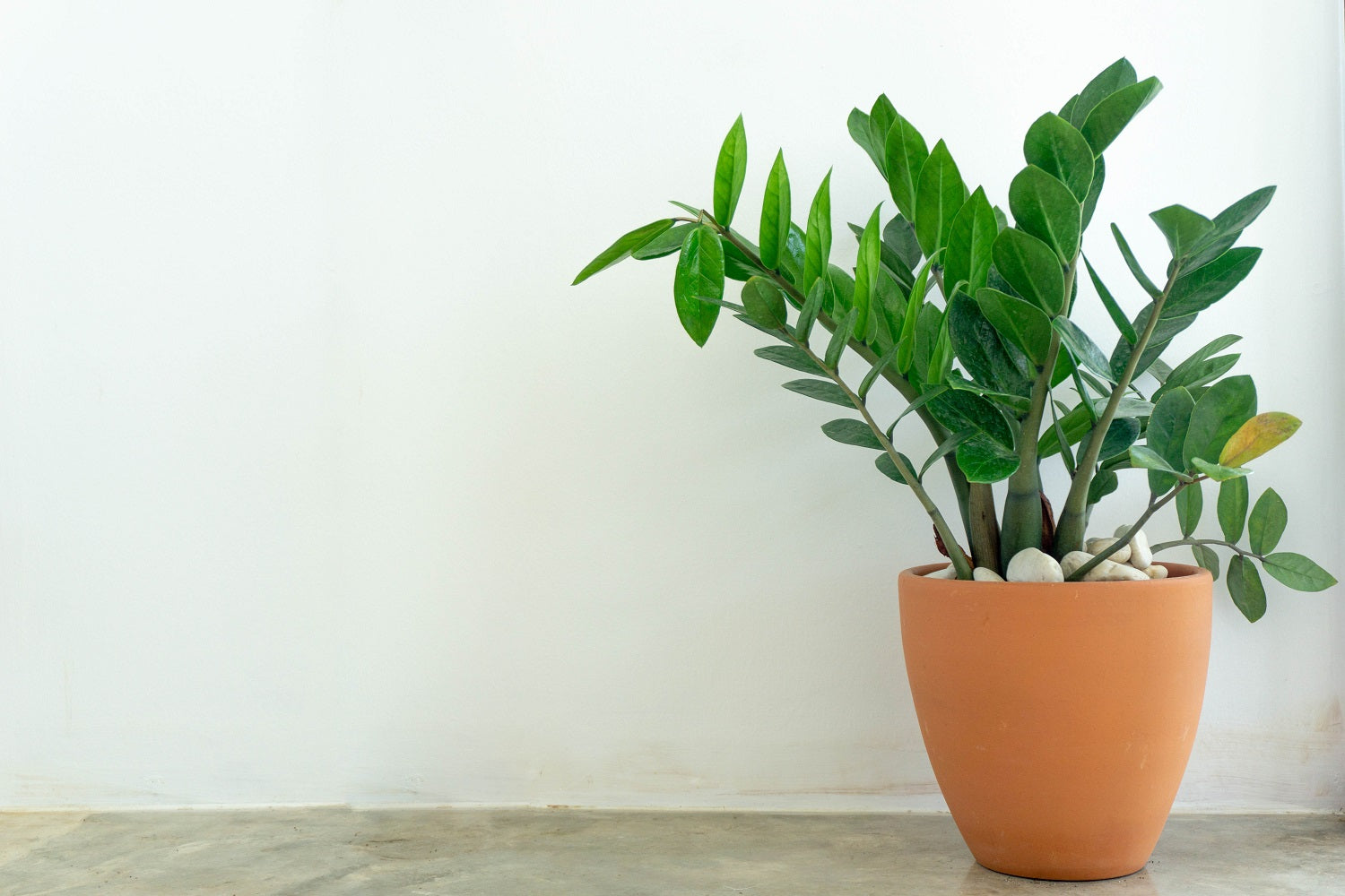 Caring for Your ZZ Plant: A Simple Guide