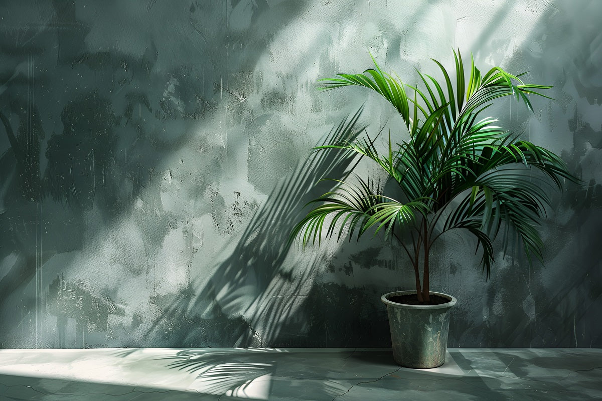 5 Best Indoor Plants for Dark Rooms