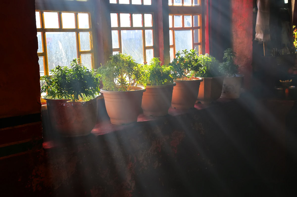 Best Windowsill Plants for Your Home